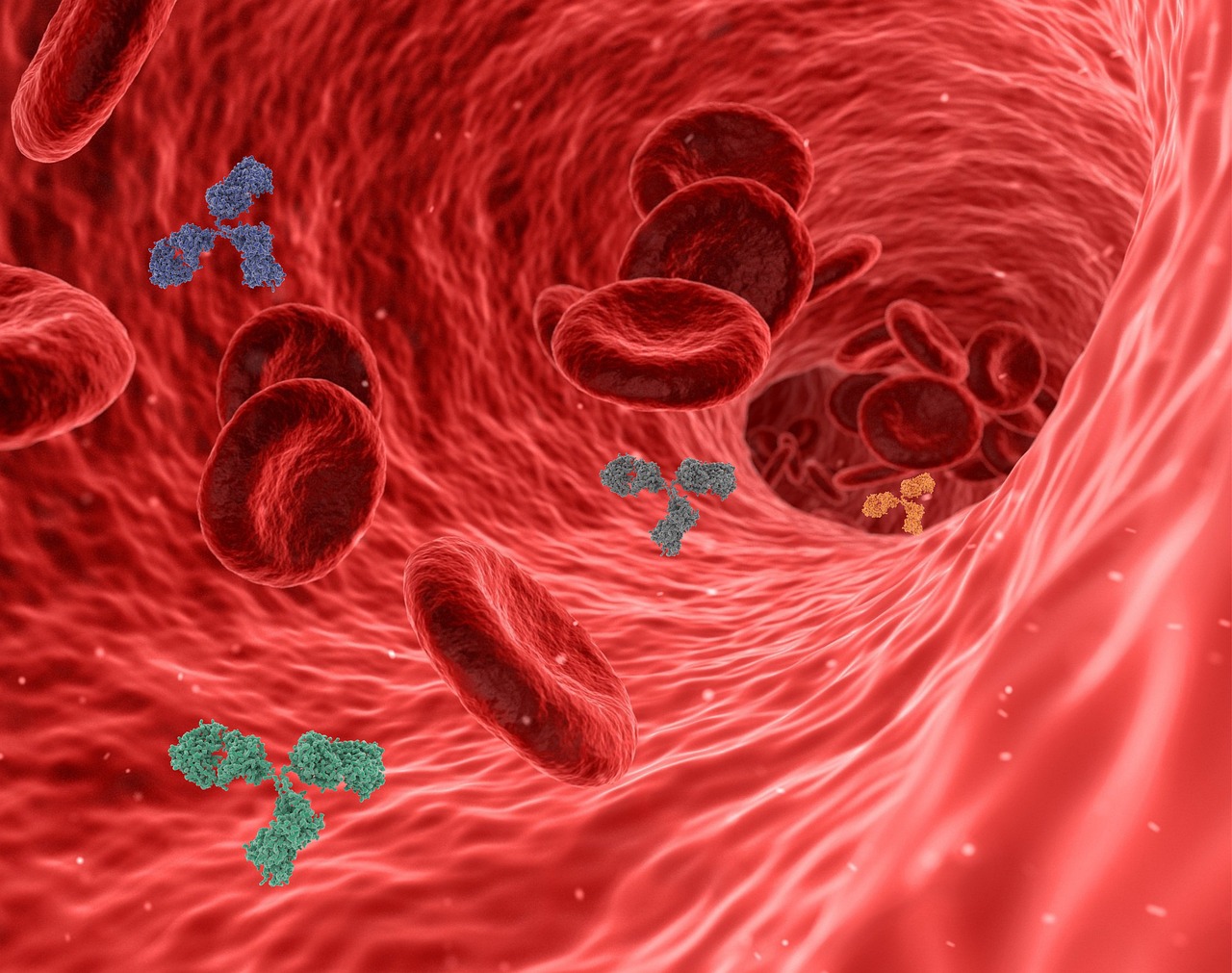 virus, pathogen, antibody, antibodies, immune system, red blood cells, blood vessel, artery, vein, capillary, inflammation, disease, immunity, infection, health, medical, 3d, human body, circulation, antibody, antibody, antibody, antibodies, antibodies, immune system, immune system, immune system, immune system, blood vessel, blood vessel, blood vessel, blood vessel, artery, inflammation, inflammation, inflammation, inflammation, inflammation, immunity, human body, human body, circulation